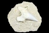 Otodus Shark Tooth Fossil in Rock - Huge Tooth! #183757-1